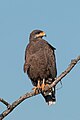 97 Common black-hawk (Buteogallus anthracinus gundlachii) uploaded by Charlesjsharp, nominated by Charlesjsharp