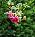 Fuchsia 'Rose of Denmark'.