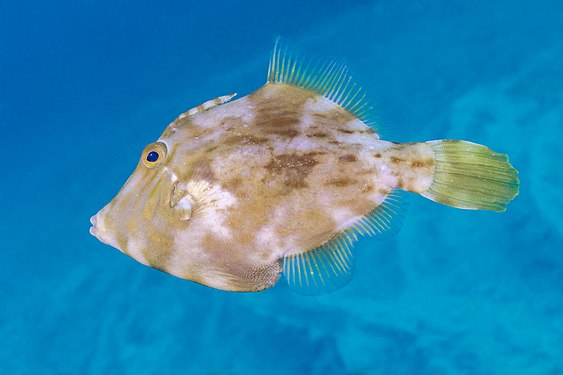 Planehead filefish (Stephanolepis hispidus), Teno-Rasca marine strip, Tenerife, Spain.