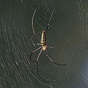 Nephila pilipes (Giant wood spider) dorsolateral view