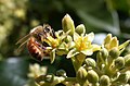 Bee on Avocado flower