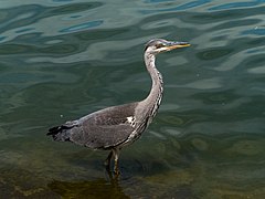 London Hyde Park Blue Heron-20130715-RM-125105.jpg