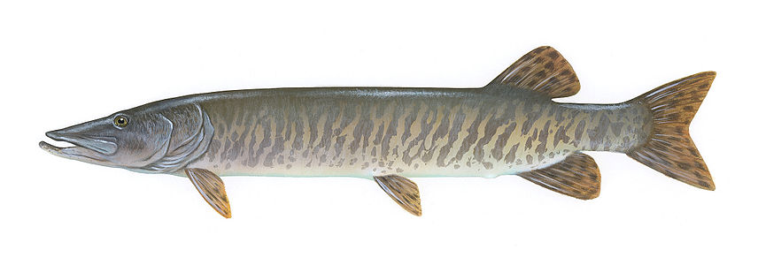 Timothy Knepp Maskinongé (Esox masquinongy )