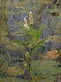 Persicaria attenuata, Thailand