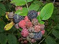 Rubus niveus f. a