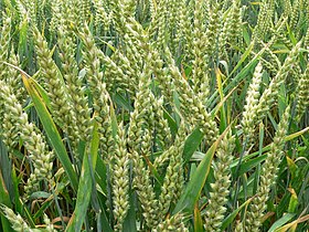 Triticum aestivum (Common wheat)