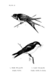 Tachycineta bicolor (common: Tree Swallow) Plate 24, No. 2. in: Birdcraft, 1897