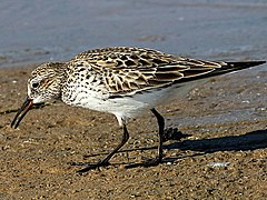 Calidris fuscicollis-foraging.jpg