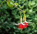 Fuchsia 'The Doctor'.