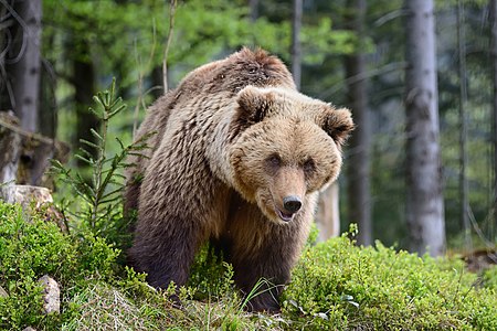 Ursus arctos subsp. arctos (Eurasian Brown Bear)