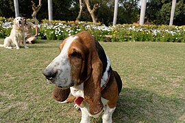 A Basset Hound at Lodhi Gardens, Delhi.jpg