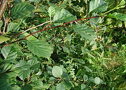 Alnus viridis: Leaves
