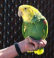 Yellow-headed Amazon