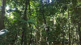 Dense lianas in a tropical lowland coastal forest in Mindanao, Philippines 03.jpg