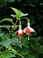 Fuchsia 'Anita'.