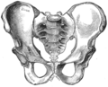 Male pelvic bones (Gray241.png)