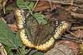 69 Scalloped yellow glider (Cymothoe fumana fumana) female uploaded by Charlesjsharp, nominated by Charlesjsharp,  12,  0,  1