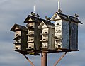 Image 19European starlings on a birdhouse on Staten Island