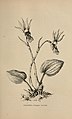 Calypso bulbosa Mary Elizabeth Parsons: The wild flowers of California (1902)