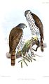 English: Sulawesi Goshawk Accipiter griseiceps (cat.)