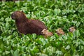 12 Capivara(Hydrochoerus hydrochaeris) uploaded by Clodomiro Esteves Junior, nominated by ArionEstar