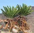 Encephalartos turneri‎