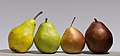 Image 24Group photo of four pears