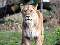 Female lion i Berlinr Zoo, Germany
