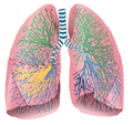 Lungs