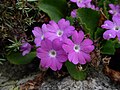 Behaarte Primel (Primula hirsuta)