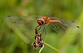 Ruddy darter (Sympetrum sanguineum) à Pen-er-Malo.