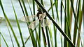 Kleine Königslibelle, Männchen, am Vogelstangsee