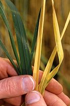 Wheat infected with barley yellow dwarf virus