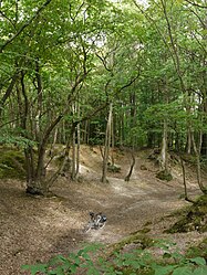 Foret de Rambouillet