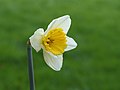 "Narcis_(Narcissus)_11.JPG" by User:Famberhorst