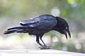 Corvus orru (cat.)