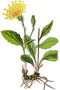 Hieracium humile