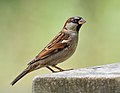 Image 74Male house sparrow in Prospect Park