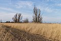 * Nomination Fragile habitat. Location, Oostvaardersplassen in the Netherlands. --Famberhorst 15:42, 25 April 2016 (UTC) * Promotion Good quality. --Hubertl 16:03, 25 April 2016 (UTC)