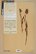Neuchâtel Herbarium - Dactylorhiza traunsteineri - NEU000047161.jpg