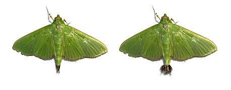 Parotis marginata male (with and without activated Hair-pencil)