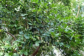 Psidium cattleianum kz02.jpg