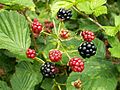 Rubus plicatus