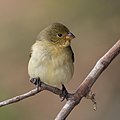 65 Seedeater (Sporophila sp.) female uploaded by Charlesjsharp, nominated by Charlesjsharp,  19,  0,  0