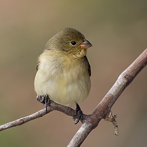 "Seedeater_(Sporophila_sp.)_female.JPG" by User:Charlesjsharp