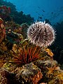 16 Tripneustes ventricosus (West Indian Sea Egg-top) and Echinometra viridis (Reef Urchin - bottom) uploaded by Nhobgood, nominated by Citron