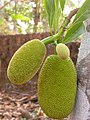 Artocarpus nitidus