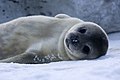 Bébé phoque de Weddell