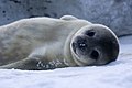 "Bébé_Phoque_de_Weddell_-_Baby_Weddell_Seal.jpg" by User:Gmaxwell