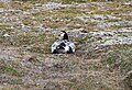 On nest; Vestpynten, Longyearbyen, Spitsbergen, Svalbard